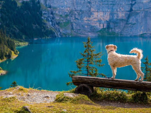 Camping mit Hund Schweiz See